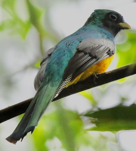 Black-throated Trogon