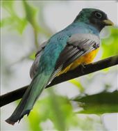 Black-throated Trogon: by graynomadsusa, Views[234]