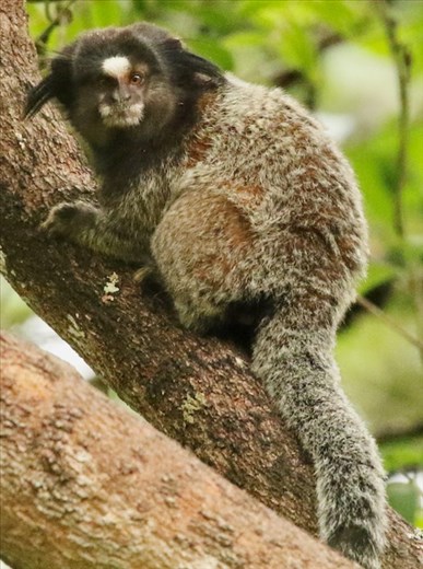 Black-tufted Marmoset