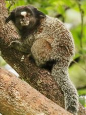 Black-tufted Marmoset: by graynomadsusa, Views[92]