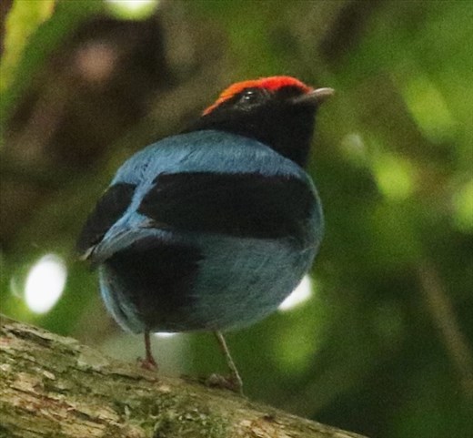 Blue Manakin