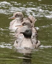 The future of Braziian Mergansers, Rio San Francisco: by graynomadsusa, Views[514]