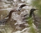 Brazilian Mergansers running the rapids, Rio San Francisco: by graynomadsusa, Views[122]