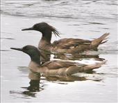 Proud parents, Rio San Francisco: by graynomadsusa, Views[90]