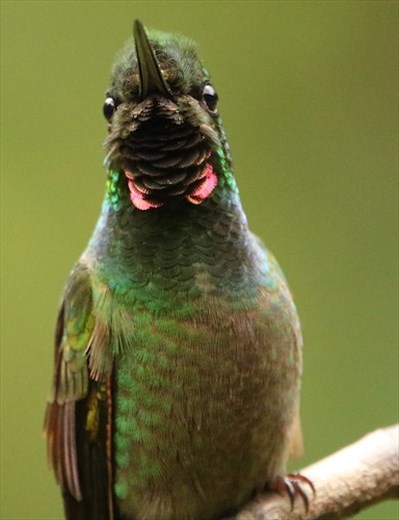 Brazilian Ruby, Jonathan's Feeders