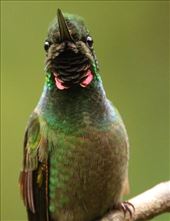 Brazilian Ruby, Jonathan's Feeders: by graynomadsusa, Views[238]