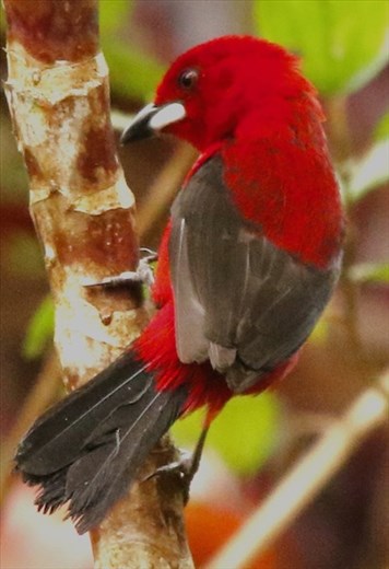 Brazilian Tanager