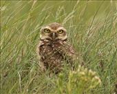 Burrowing Owl, Serra Cańastra: by graynomadsusa, Views[135]