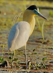 Capped Heron, Guapi Assu: by graynomadsusa, Views[118]