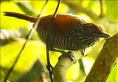 Chestnut-backed Antshrike: by graynomadsusa, Views[208]