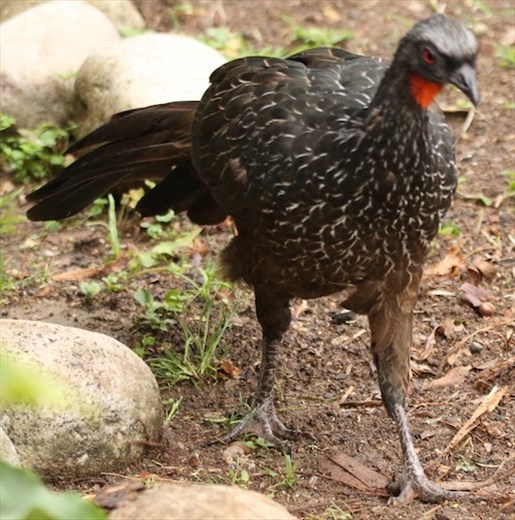 Dusky-legged Guan, Itatiaia National Park