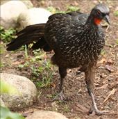 Dusky-legged Guan: by graynomadsusa, Views[93]