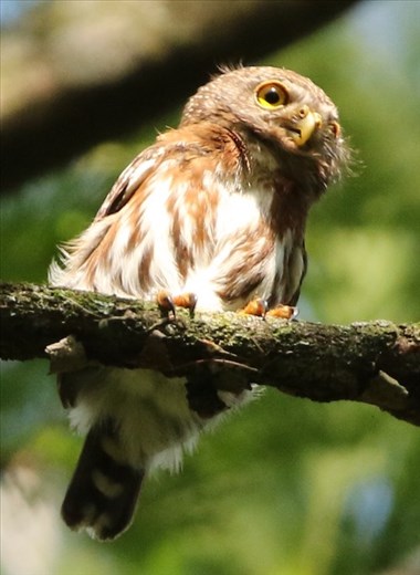 Least Pygmy Owl