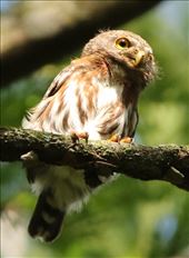 Least Pygmy Owl: by graynomadsusa, Views[140]