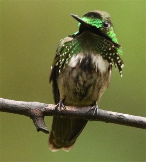 Festive Coquette, Jonathan's Feeders