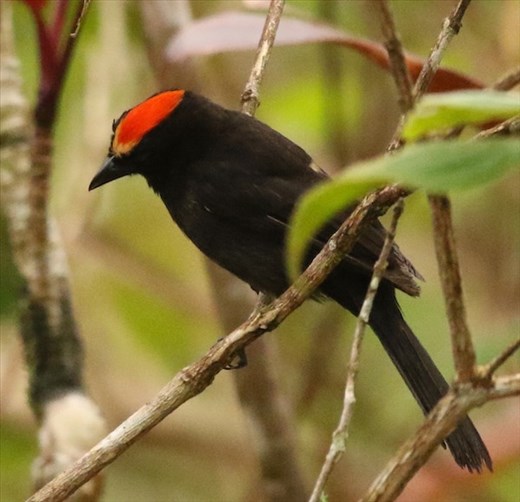 Flame-crested Tanager