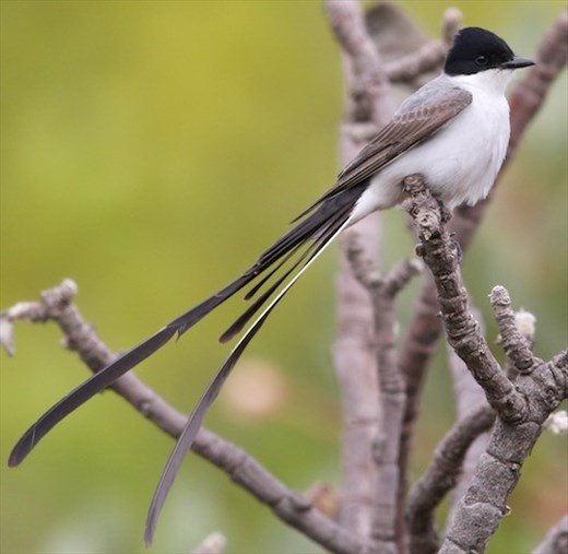 Fork-tailed Flycatcher