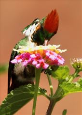 Frilled Coquette, bird of the trip?? Itataiia NP: by graynomadsusa, Views[228]