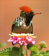 Frilled Coquette: by graynomadsusa, Views[548]