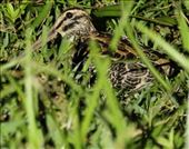 Giant Snipe: by graynomadsusa, Views[88]