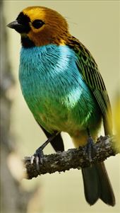 Gilt-edged Tanager: by graynomadsusa, Views[132]