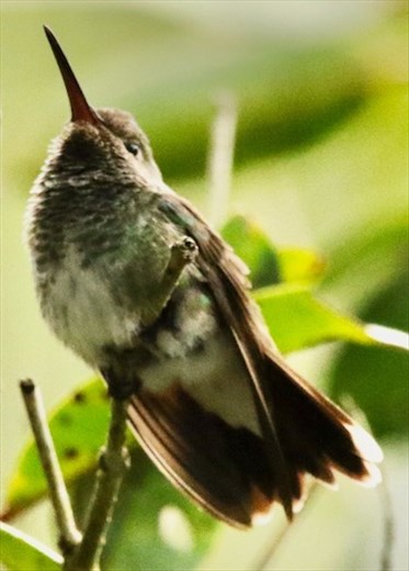 Glittering Emerald, in the forest