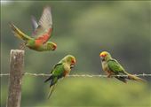 Golden-capped Parakeets, our introduction to Serra Cańastra: by graynomadsusa, Views[182]