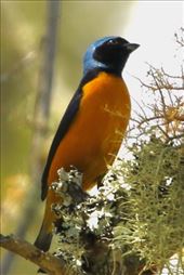 Golden-rumped Euphonia: by graynomadsusa, Views[331]