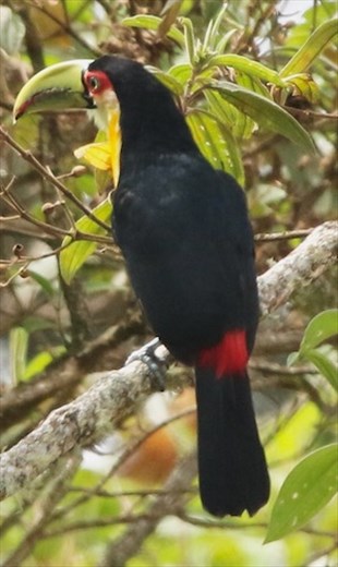 Green-billed Toucan, Algulhas Negras National Park