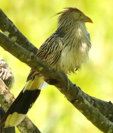 Guira Cuckoo