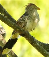Guira Cuckoo: by graynomadsusa, Views[97]