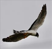 Long-winged Harrier: by graynomadsusa, Views[267]
