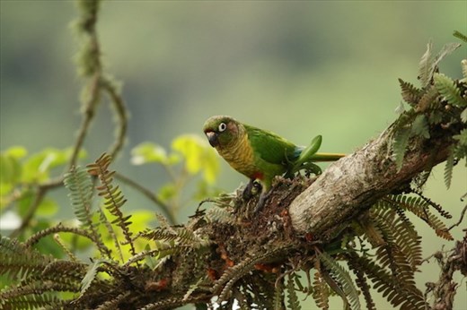 Maroon-bellied Parakeet
