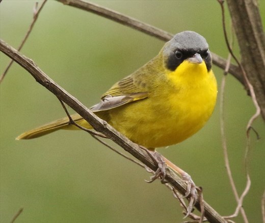 Masked Yellowthroat