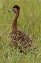 Red-winged Tinamou, Serra Cańastra: by graynomadsusa, Views[83]