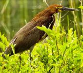 Rufescent Tiger Heron: by graynomadsusa, Views[66]