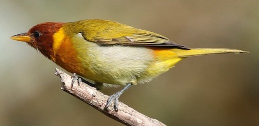 Rufous-headed Tanager