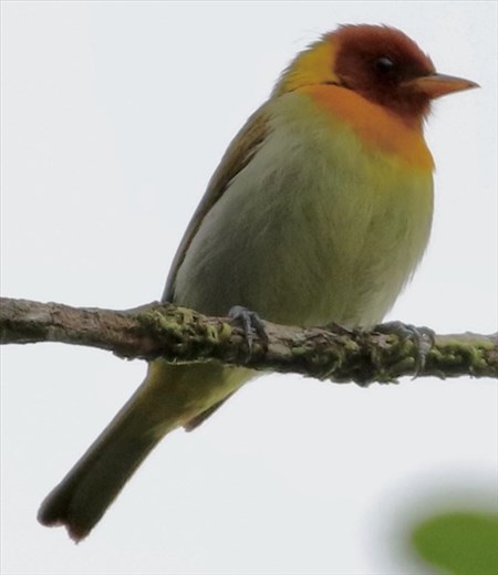 Rufus-headed Tanager