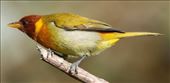 Rufous-headed Tanager: by graynomadsusa, Views[108]
