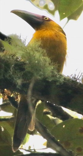 Saffron Toucanet
