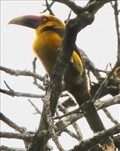 Saffron Toucanet: by graynomadsusa, Views[138]