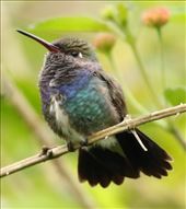 Sapphire-spangled Emerald, Jonathan's Feeders: by graynomadsusa, Views[234]