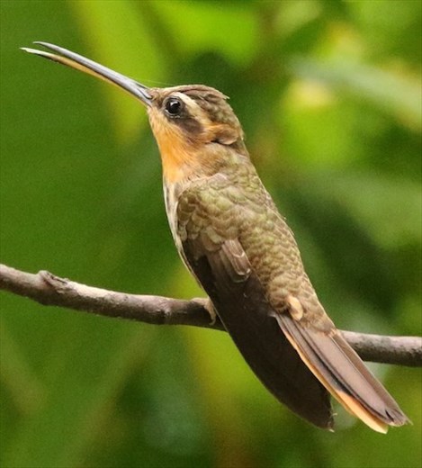 Saw-billed Hermit, Jonathan's Feeders