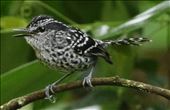 Scaled Antbird: by graynomadsusa, Views[236]