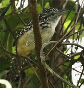 Spot-backed Antwren: by graynomadsusa, Views[238]