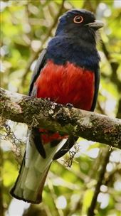 Surucua Trogon: by graynomadsusa, Views[260]
