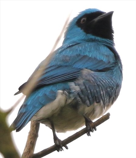 Swallow Tanager