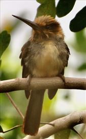 Three-toed Jacamar: by graynomadsusa, Views[140]