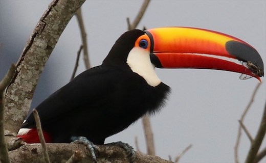 Toco Toucan, the largest toucan species