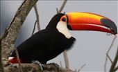 Toco Toucan, the largest toucan species: by graynomadsusa, Views[334]